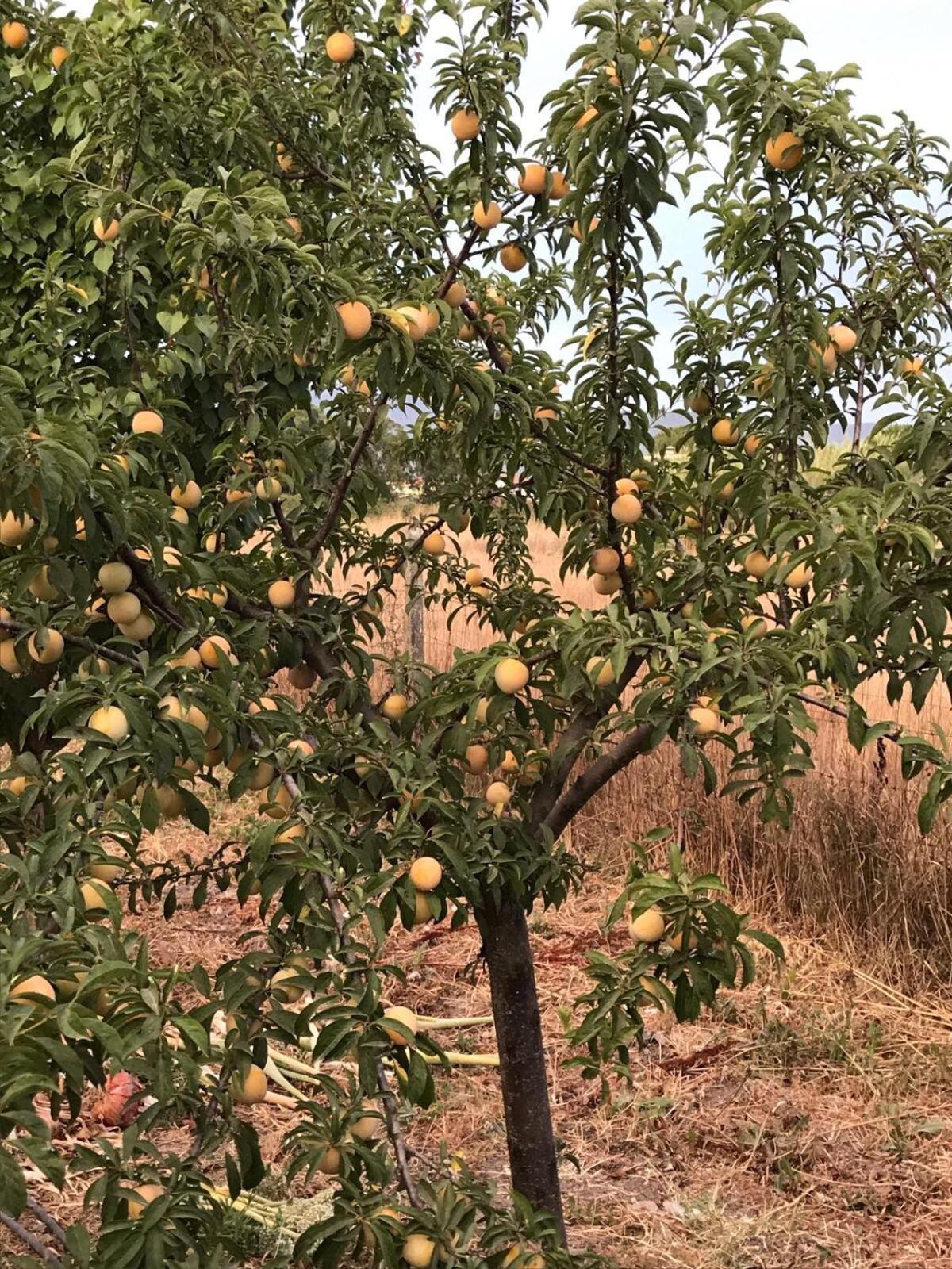 斯阿拉纳达农家乐 Marrùbiu 外观 照片